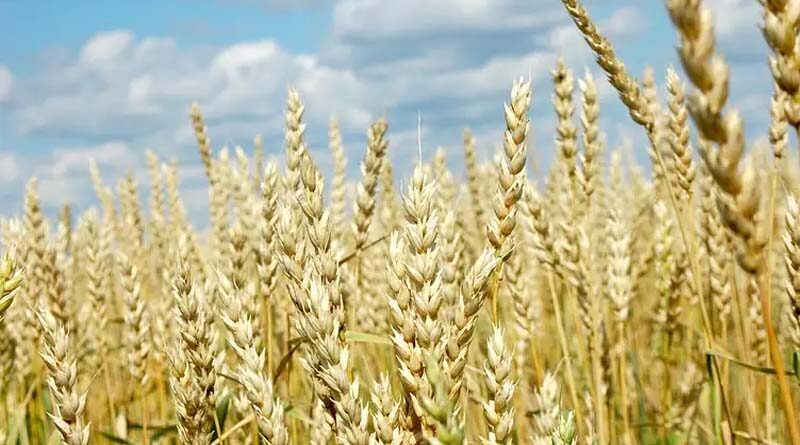 Experts analyze the impact of the Russia-Ukraine war on global food and energy systems