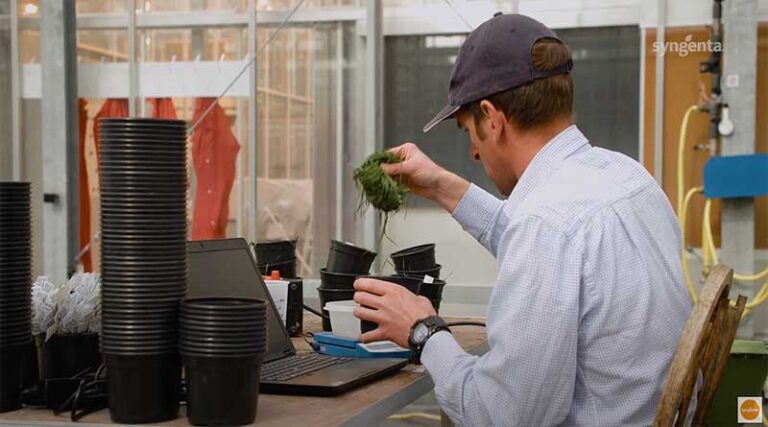 Grass weed germination timing influences spring strategy
