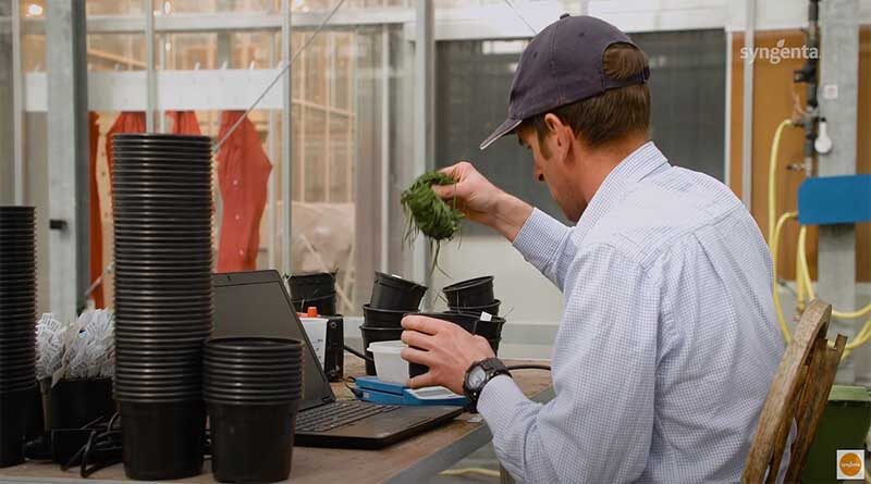 Grass weed germination timing influences spring strategy