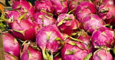 Vietnam making efforts to increase dragon fruit export to Australia, New Zealand