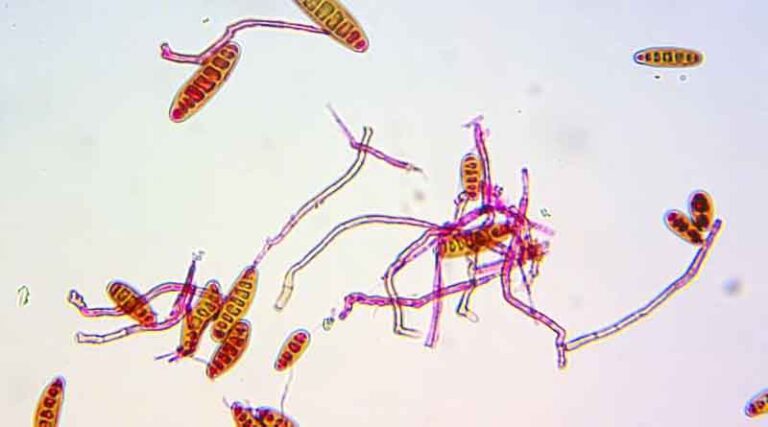 Two approaches better than one: identifying spot blotch resistance in wheat varieties