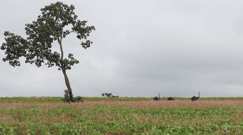 1 billion ‘dryland-like’ hectares under threat, FAO study confirms