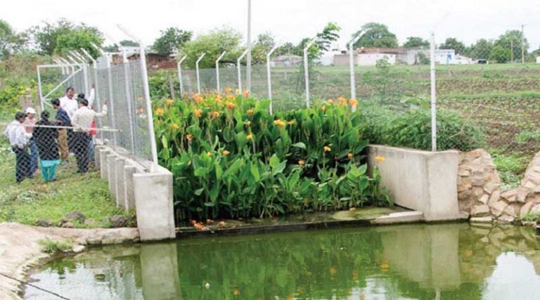 Aerobic composting enhances the value of water hyacinth biomass