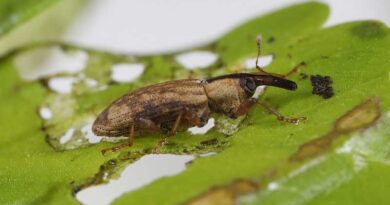 ‘Wonder Weevil’ released in fight against invasive floating pennywort