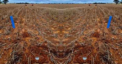 Australia: Chaff residues put to the pest pressure test