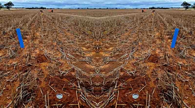 Australia: Chaff residues put to the pest pressure test