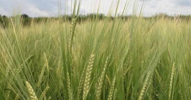 India bans wheat export citing food security