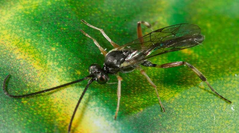 Australia: New tool helps grain growers preserve beneficial insects on-farm