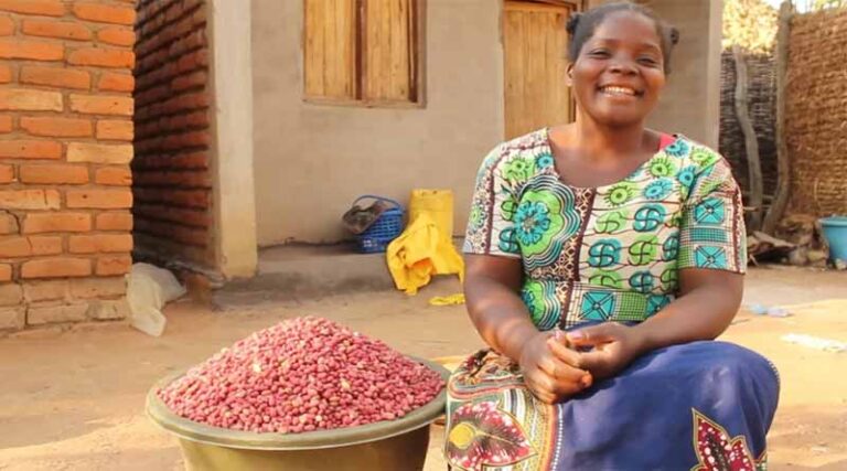 Securing a brighter future for Malawian farmers through groundnut seed production