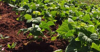 Rethinking What Responsible Plant Nutrition Means Today: New Paradigm