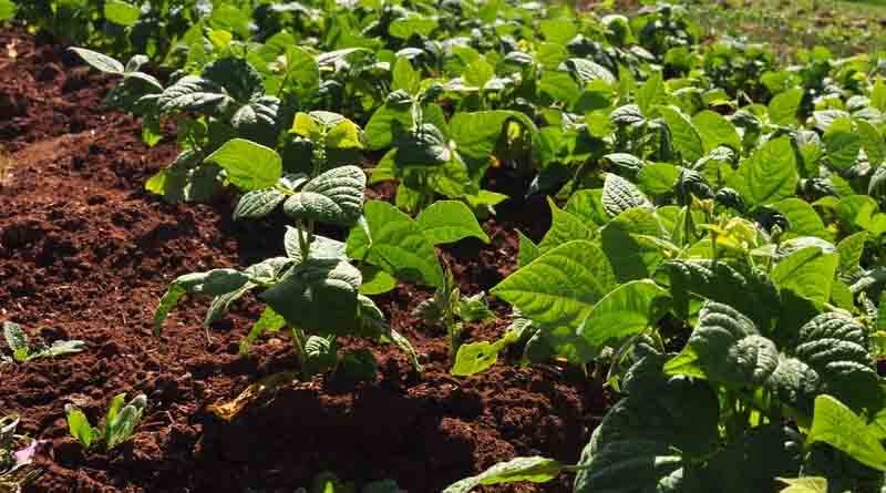Rethinking What Responsible Plant Nutrition Means Today: New Paradigm