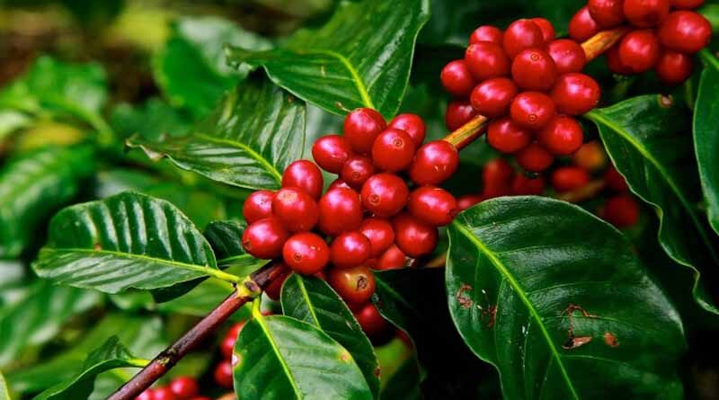 Coffee export reached a record high