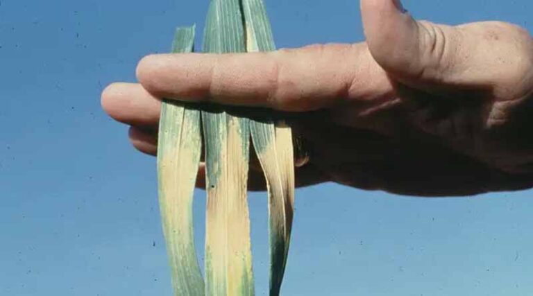 Wheat versus heat