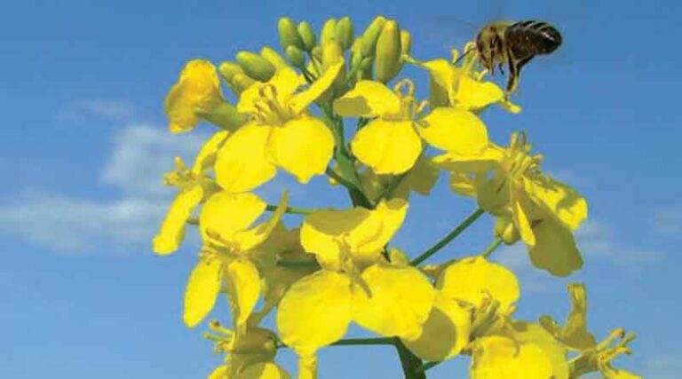Australia: Controlling pests and diseases in crops