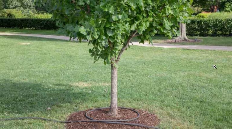New grant to boost domestic tree production opens