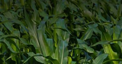 Farm & Agriculture Aid Programs and Resources