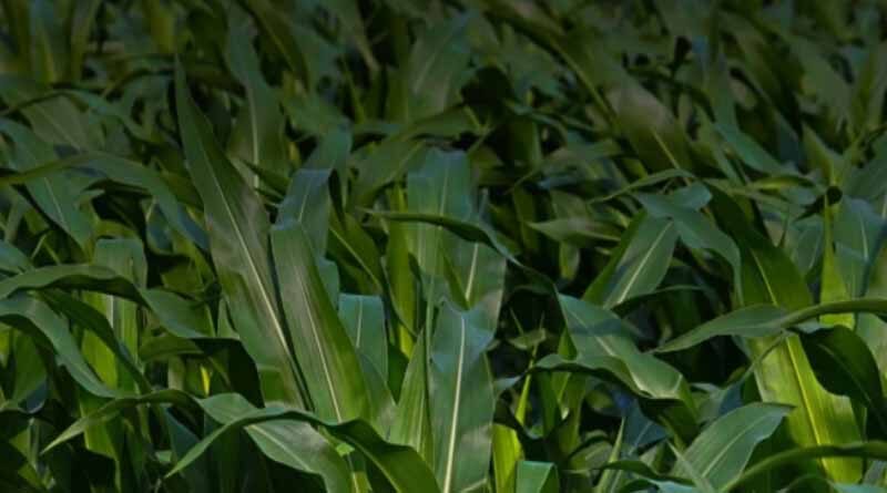 Farm & Agriculture Aid Programs and Resources