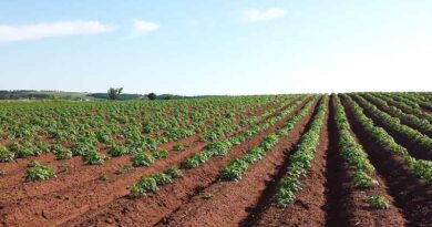 Trials assess soil nitrogen carryover after frost or heat