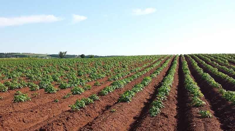 Trials assess soil nitrogen carryover after frost or heat