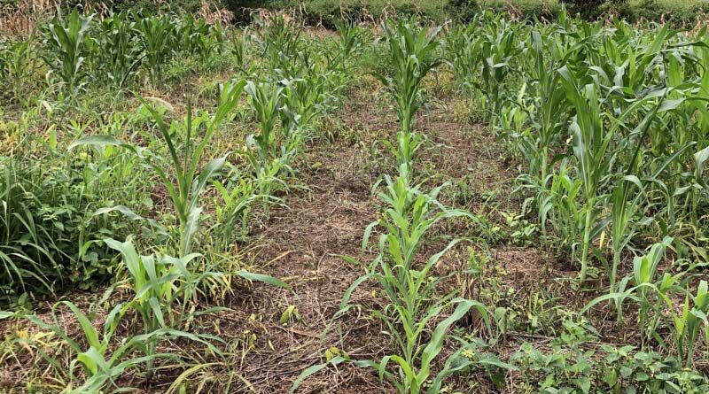UNEP Report Released On Environmental And Health Impacts Of Fertilizers
