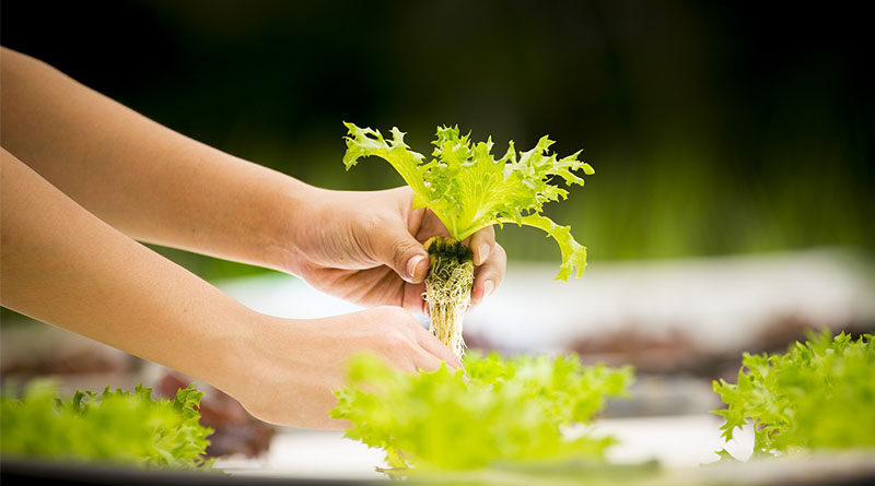 4 best agritech startups which are helping farmers to grow their business