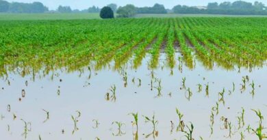 Agriculture to go with Industry 4.0: Minister Le Minh Hoan