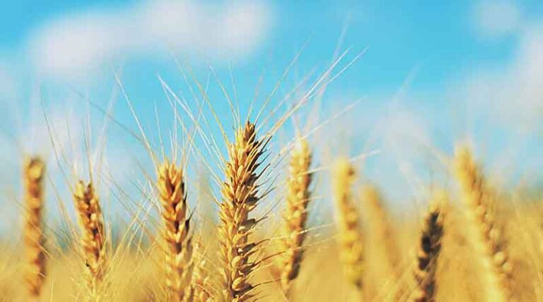 Punjab and UK agree for further tie up in agriculture, it, food processing, higher education, sports, public transport and biomass sectors