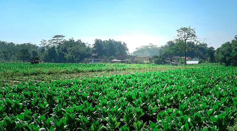 Agtech Presents an Opportunity for Patient Investors that Embrace the Niche