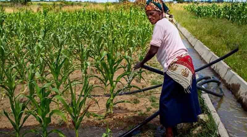 ICRISAT Wins 2022 Excellence in Practice Gold Award
