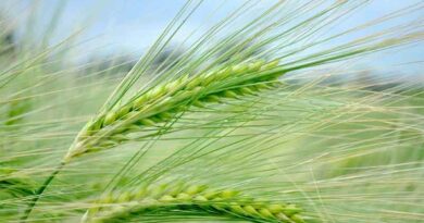 New varieties, resilient varieties and rooting – are all Syngenta topics at Cereals 2022