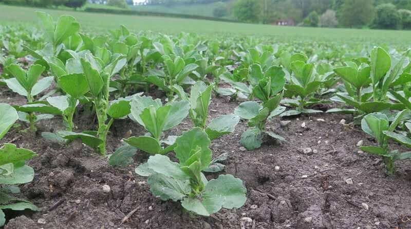 Pulse crops under downy mildew disease pressure