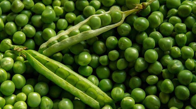 5 major challenges of Organic farmers in India