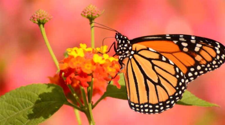 Eastern Monarch Butterfly Population Up Slightly, Still Below Extinction Threshold