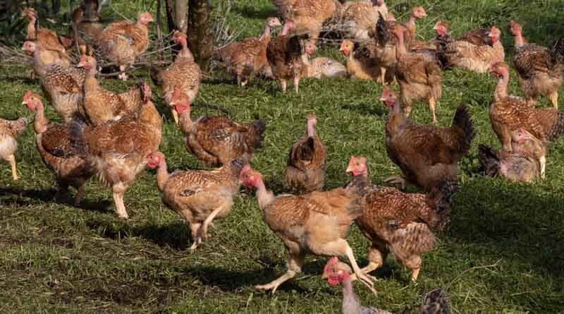 World food commodity prices decreased in April: FAO Food Price Index