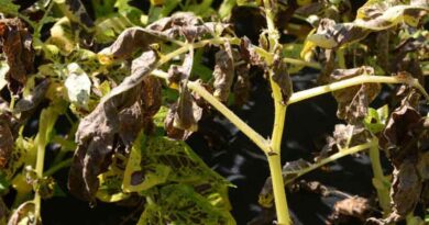 Stress factors add to seasonal Alternaria risk