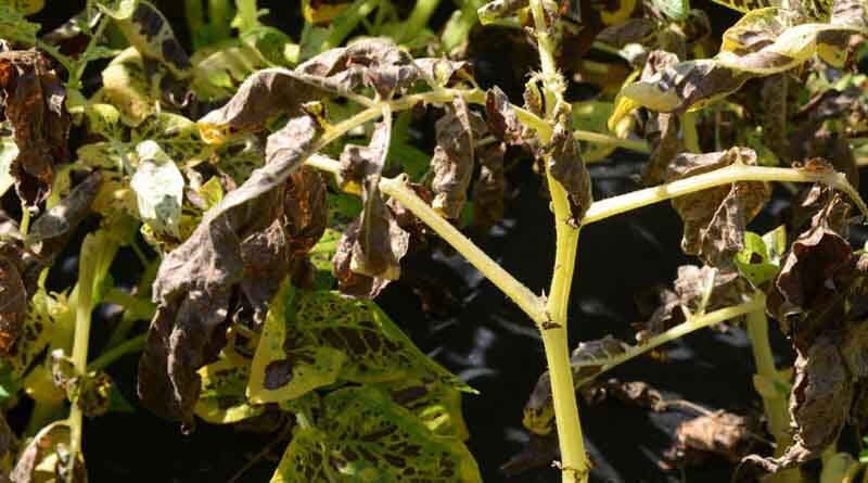 Stress factors add to seasonal Alternaria risk