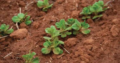 Five tips for your early post emergent crop