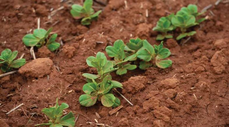 Five tips for your early post emergent crop