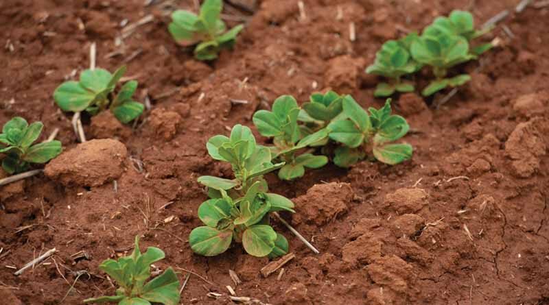 Five tips for your early post emergent crop