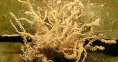 CABI confirms new fungus with mysterious origins