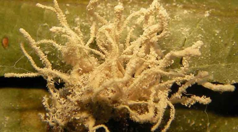 CABI confirms new fungus with mysterious origins