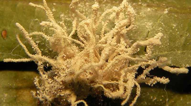 CABI confirms new fungus with mysterious origins