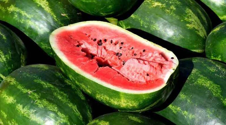 New study highlights challenges to pumpkin and watermelon production in Uganda