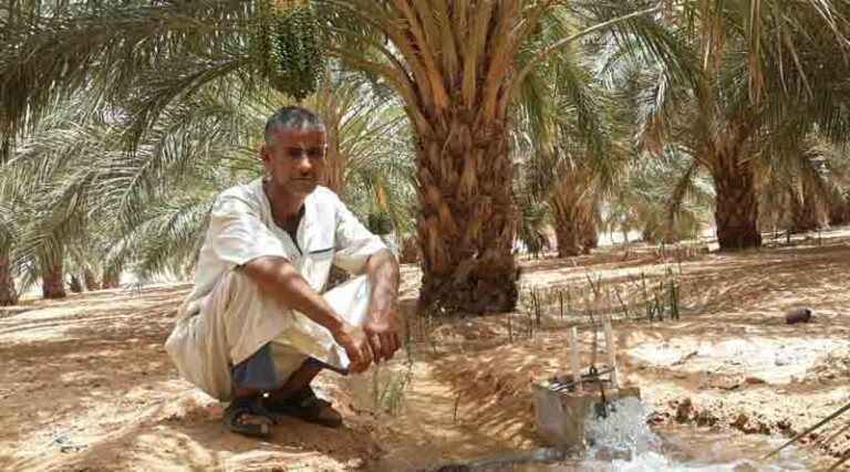 Palm tree story wins in SciDev.Net journalism awards