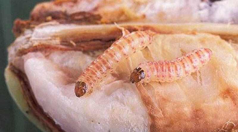 CM directs agriculture department to take preventive steps for checking damage due to pink worm attack in cotton belt