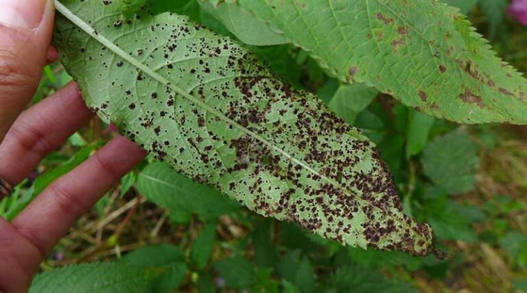 ‘Bio-superhero’ tackles Himalayan balsam at Hell Wath