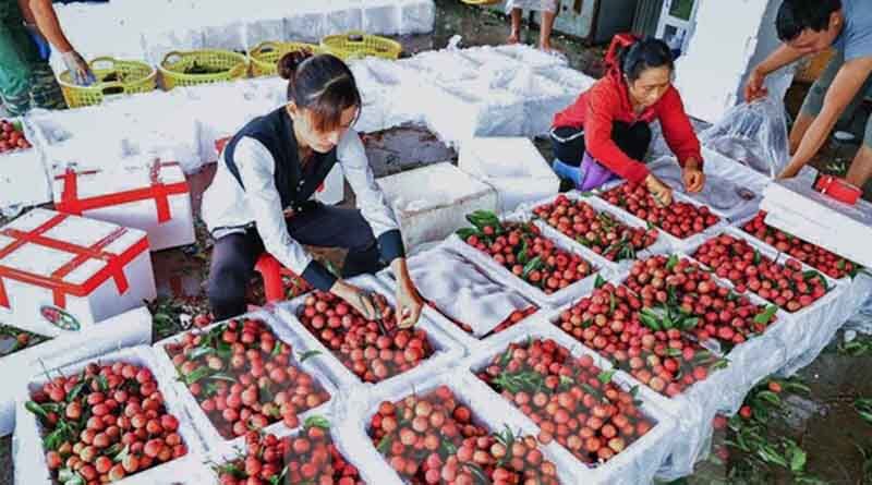 Vietnam: Fruit production is estimated at 7.3 million tons in 2022