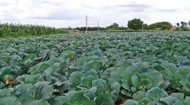 Cost of Cultivation of horticulture crops and earning potential in India