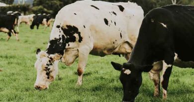 Australia: Nathan Saunders – adding value for dairy farmers