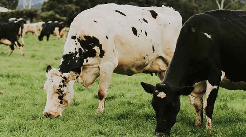 Australia: Nathan Saunders – adding value for dairy farmers